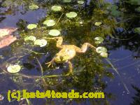 /home//u458753944/public_html/sourcegallery/////Frogs/More bullfrogs/DSCN5479.JPG